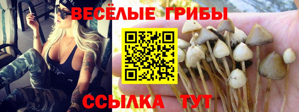 Псилоцибиновые грибы Psilocybe  Псилоцибиновые грибы Psilocybe  Вход с VPN  Ковров 